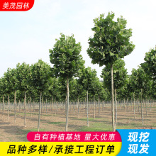 ������ͩ���ͷ�ͩ�������l���^ͥ�a���е��G�����~��ľ������ͩ��