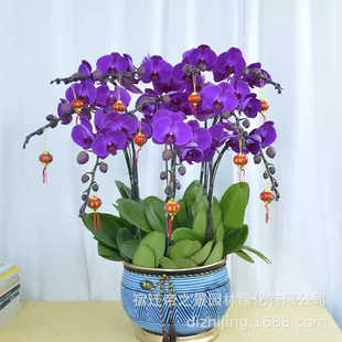 �������l�����m�������Ժ����m���玧�����҃�ֲ�ﻨ���ļ����B��