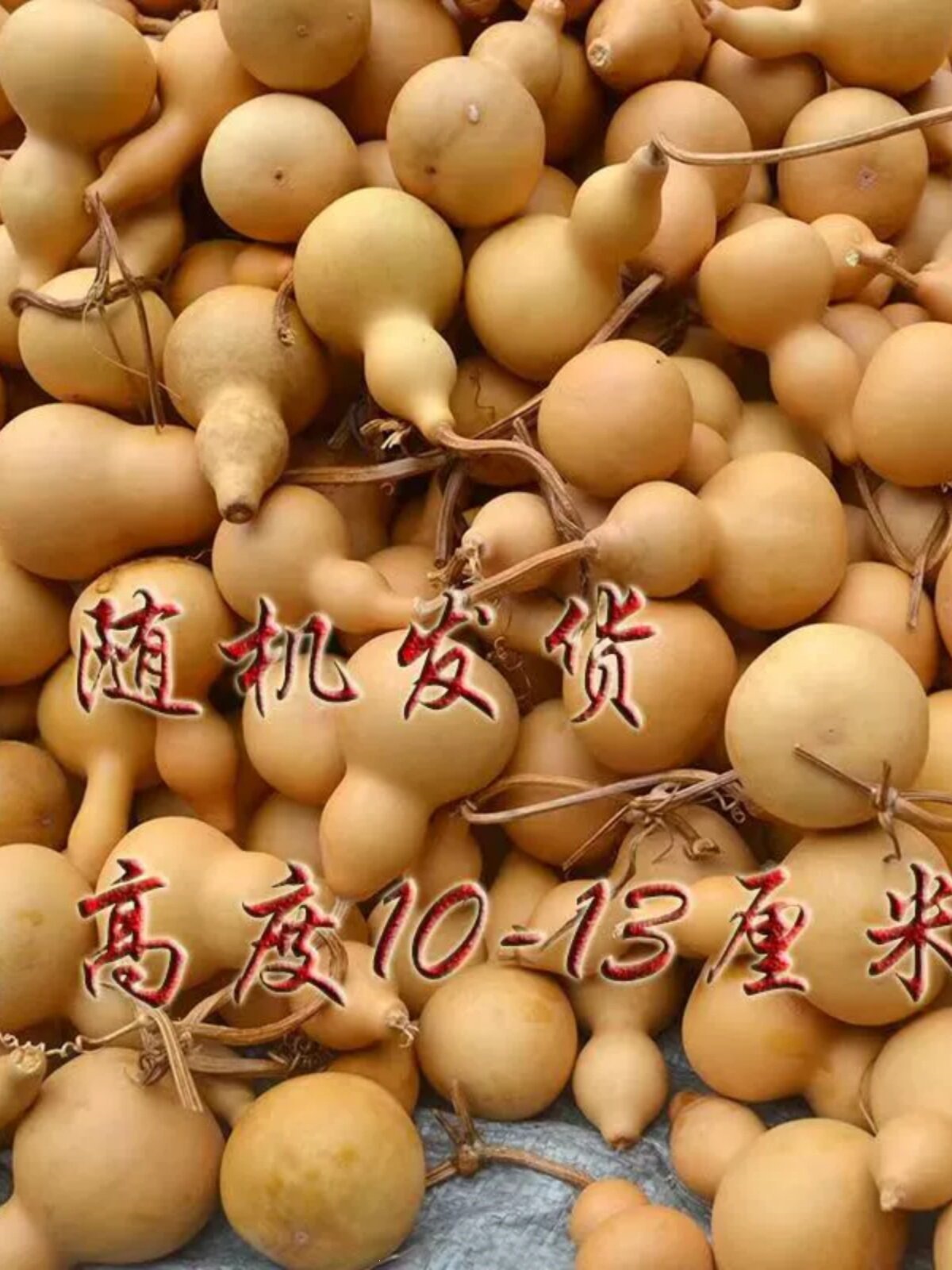 处理亚腰小葫芦学生学校用瑕疵品天然葫芦高9-13厘米商用