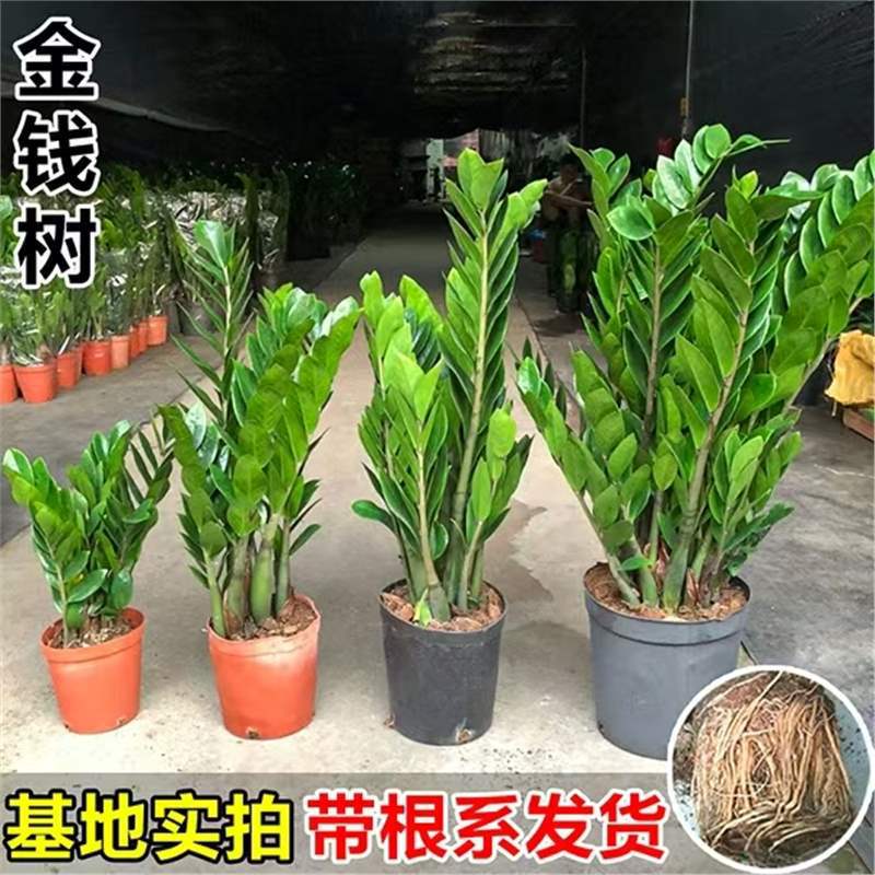Money Tree Green Plant Potted Indoor Easy-To-Care-For Plant Large Money String Large Potted Living Room All-Season Fortune-Attracting Flower Bonsai