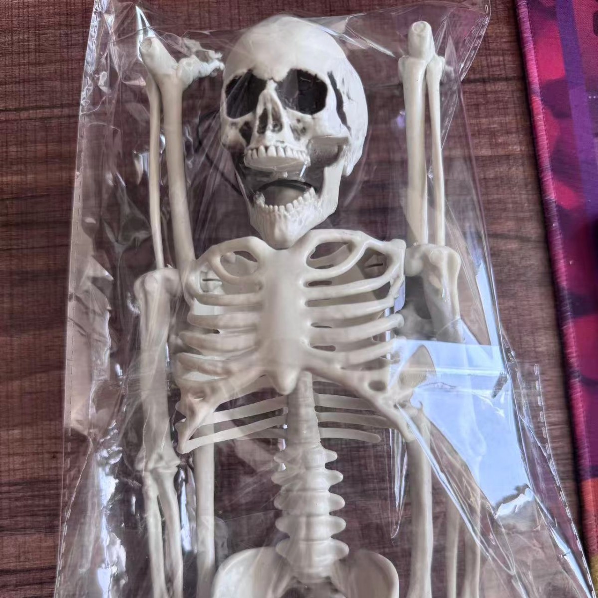 40CM 스켈레톤