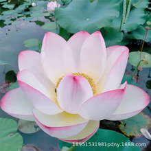 荷花盆栽水养藕种藕苗莲花缸栽莲藕苗鱼池塘水生植物花卉观赏种子