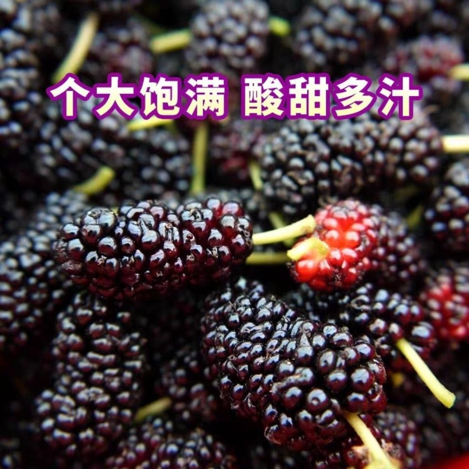 新鲜现摘桑葚果孕妇水果野生级泡酒酵素生吃鲜桑椹酒黑桑葚果子