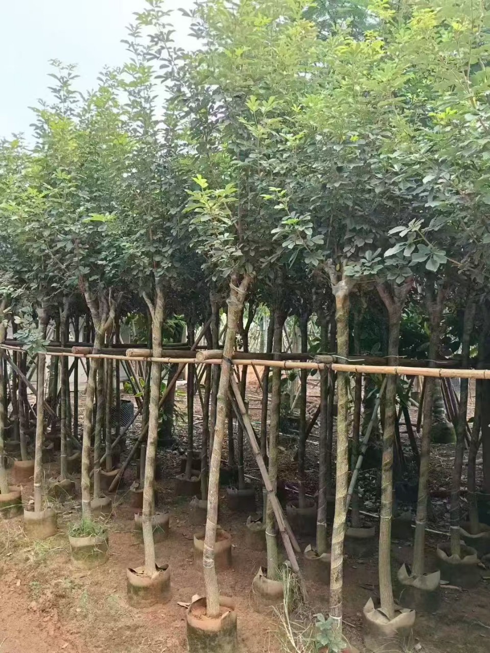 黄花风铃木巴西风铃木多花庭院小区公园行道绿化树 市政树苗