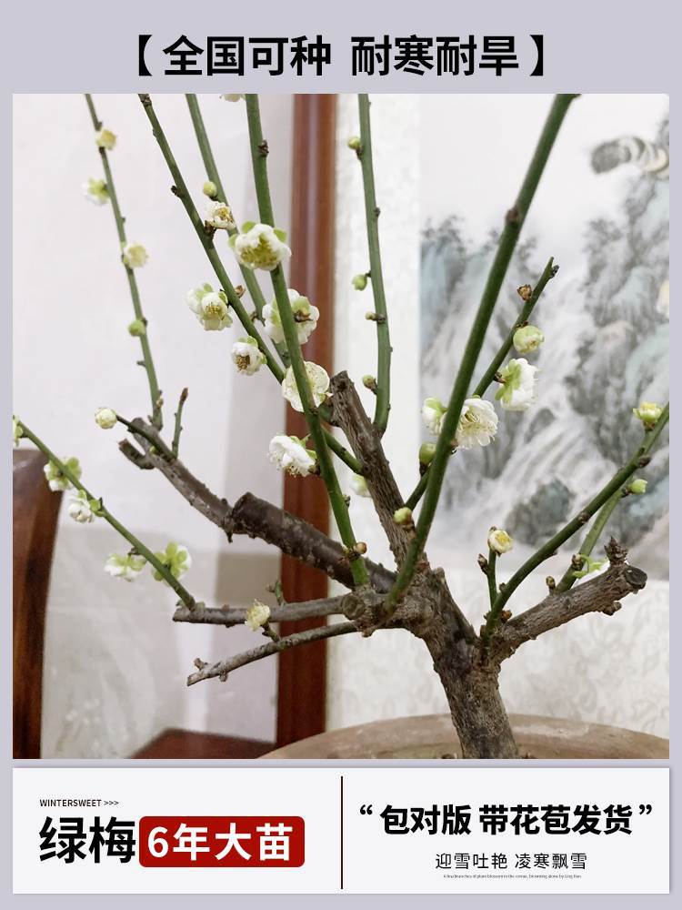 [향기로운 청매화] 6년근 모종 + 특수비료 ((개화기에는 꽃이 피고, 재발생하지 않음) 30일 이내에 개화)