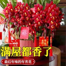大花蕙兰盆栽带花苞花剑精品年宵花春节客厅花卉兰花盆栽耐寒花卉