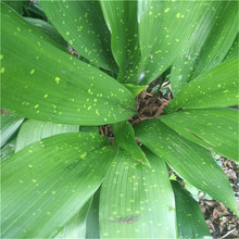 �������l���~С��ˮ�����oֲ�����繝���r���~�������팒߅���~