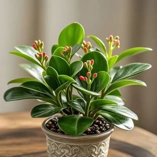 New Double-petal Jasper Flowers Green Plant Four Seasons Flowering Luzhou-flavor Potted Plant Indoor Air Purification [Manufacturer]]