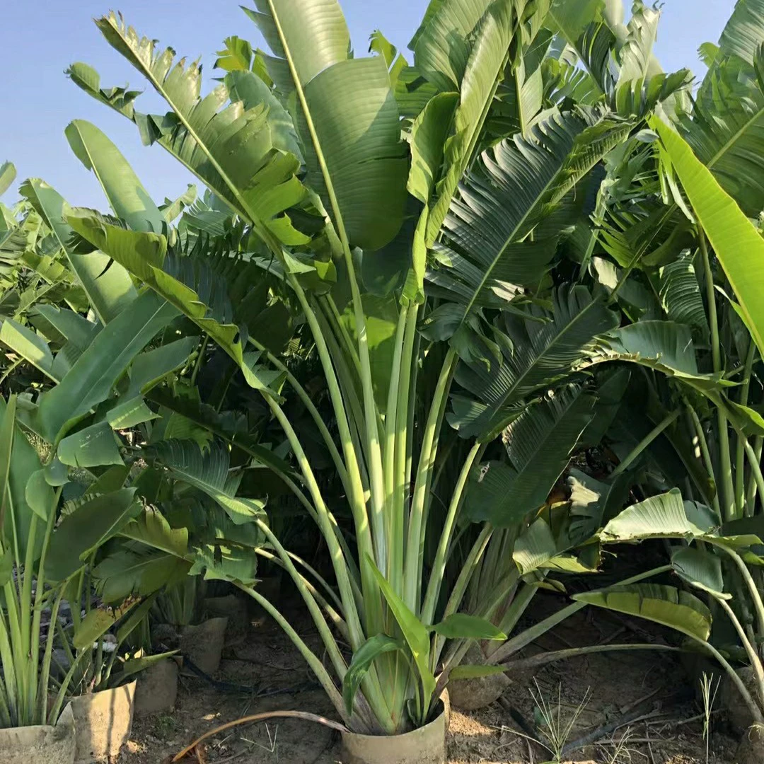 2302 база поставляет саженцы высотой 3-4 метра для путешественников