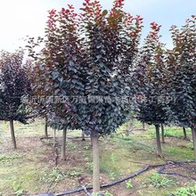 紫叶李树苗园林庭院红叶风景树木植物绿化工程苗木耐寒南方北方