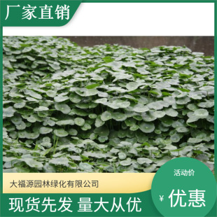 Large Wholesale Green Hydroponic Plants Aquatic Plants Copper Money Grass Mushroom Grass Round Coin Grass