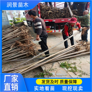 ͥԺ�Nֲ 5�����㴻�������l 3����5����8����10�����㴻��r��