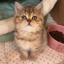 纯种活体金虎斑猫咪幼猫崽活体美短虎斑短毛金虎班蓝虎斑幼猫宠物