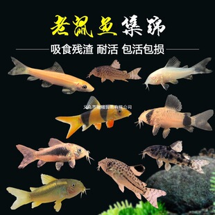 �����~������̦����؈��С�͟Ꭷ�^�p�~��̦�~���坍���������~