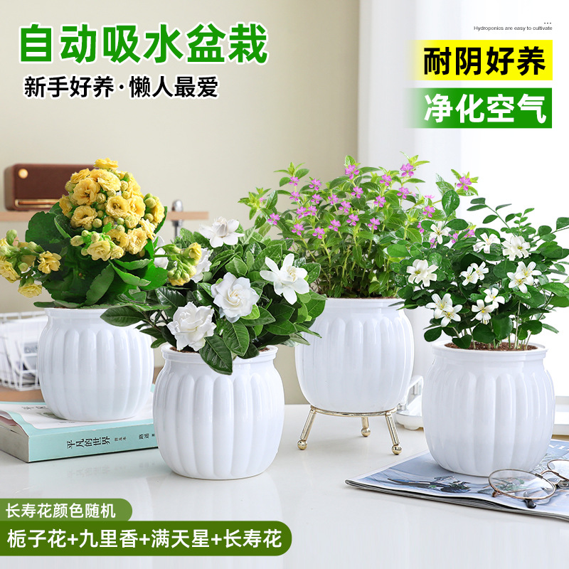 [꽃 4화분] 치자나무 + 구리향 + 아기숨결 + 칼라비나