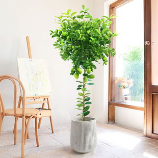 ˮʘϘԎ͏dGֲWtغB滨҃ȴֲ