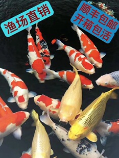 �\�����~�t����ɫ���ͺ��B�ͻˮ�~��ˮ�~�ߙn�^�p�~���N�\��