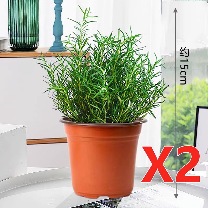 [화분 2개 특가] 식용등급 로즈마리 중간모종(오리지널 흙화분) + 영양액 2