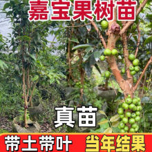 ���ڼΌ�����������������ļ�ɳ�Ͱ�˹���ϱ����Nֲ����Y��