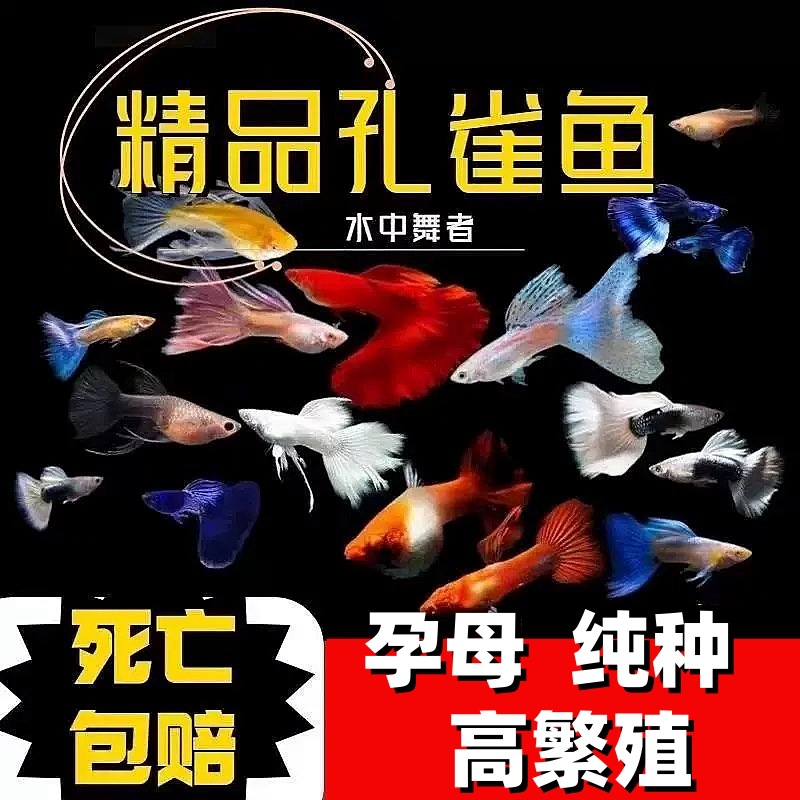 精品孔雀鱼凤尾鱼小鱼纯种小型好养热带淡水鱼耐活鱼苗观赏鱼孕母