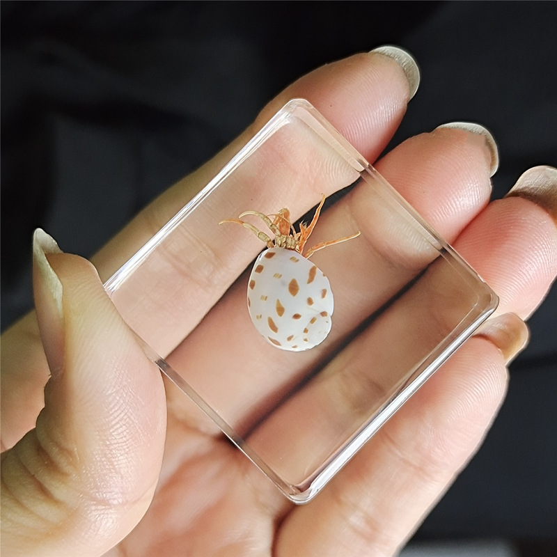 밝은 노란색 소라게