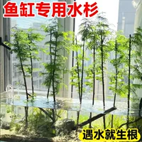 Гидропонный аквариум Metasequoia, ландшафтный резервуар для ручья, Metasequoia, бонсай в горшке, пруд для рыб, водные растения, зеленые растения, водные растения в помещении и на открытом воздухе