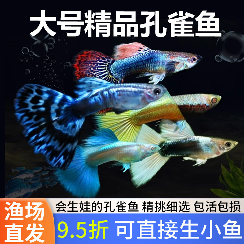 孔雀鱼热带纯种观赏鱼小型淡水冷水好养耐活精品胎生凤尾小垒德株