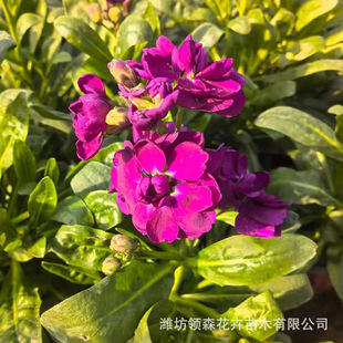 Violet Potted Seedlings, Perennial Root Flower Seedlings, Park Flower Bed Flowers, Violets, Qingzhou Large Quantities