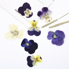 角堇三色堇干花压花押花材料包真花植物标本diy手工真花台灯相框