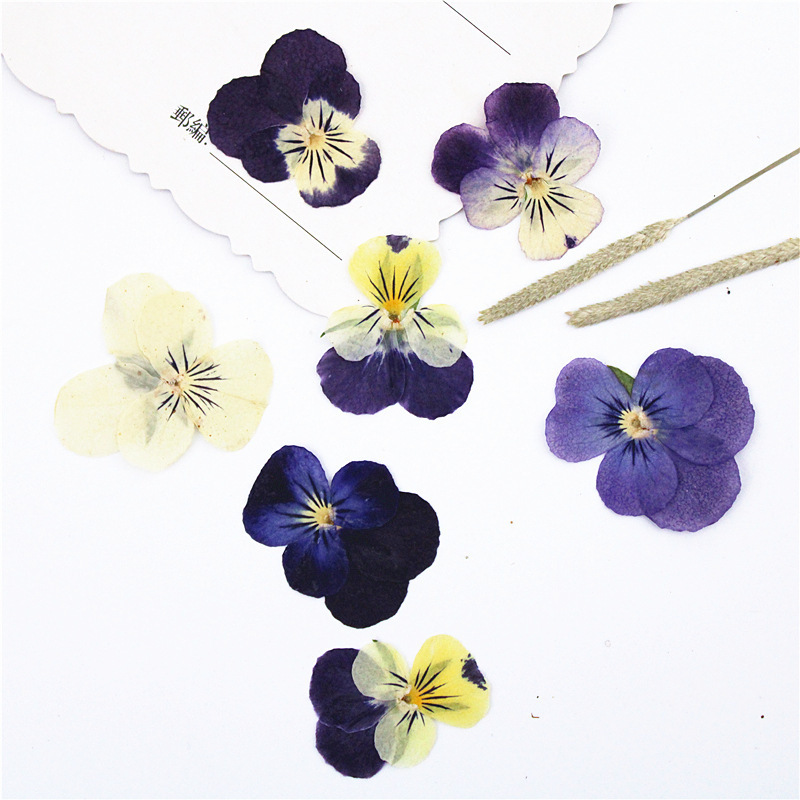 Corner Pansy Dried Flower Embossed Flower Material Bag Real Flower Plant Specimen DIY Handmade Real Flower Table Lamp Photo Frame