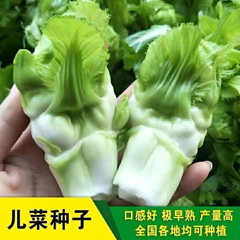【今年新种】儿菜种子四川娃娃菜抱子芥菜秋季蔬菜种子早熟正宗
