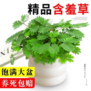 ���߲������҃ȿ͏d���B��Gֲ�ļ�����ֲ���k������Ȥζ�[���辰