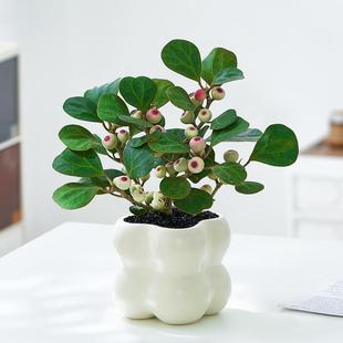 Little Bodhi Tree Potted Sapling with Fruits for Delivery Indoor Green Plant for Living Room Office Desk Easy to Care Zen Style
