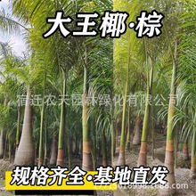 海南椰子树苗木大王椰树苗庭院风景树不落叶门前绿化树棕榈树大树