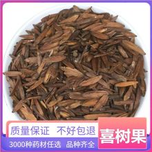喜树果 水栗子中药材喜树果 千丈树 天梓树 水桐树 旱莲子