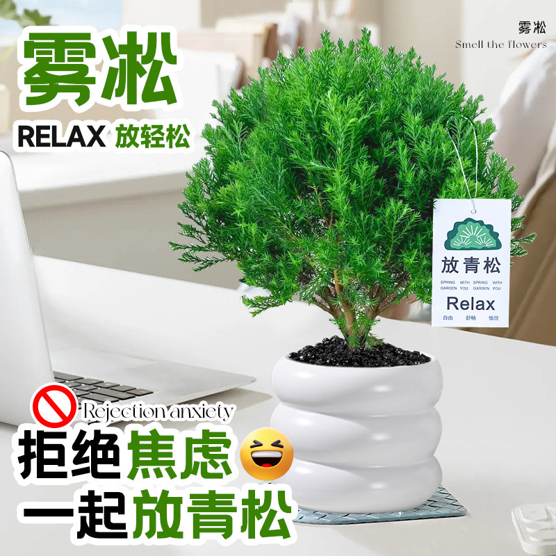 雾凇室内盆栽放青松绿植办公室桌面放轻松植物好养活四季工位绿植