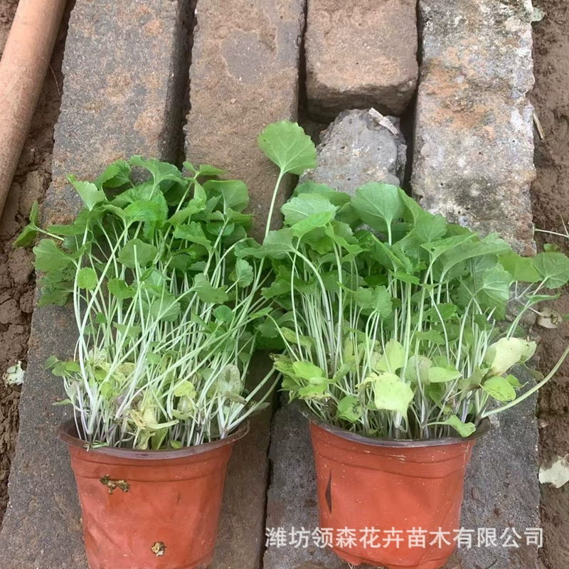 Оптовая база высококачественных многолетних травяных цветов-панси для зеленения в Цинчжоу.