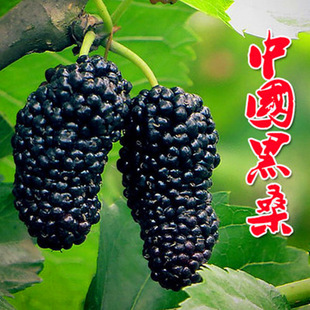 һ�����lɣ�������Ե���ʳ���ļ�ɣ���箔��Y���Ϸ������Nֲ���~