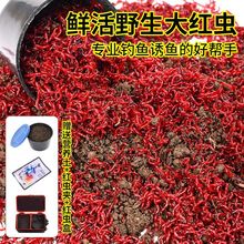 红虫鲜活活饵大号公虫喂鱼拉饵鲫鱼野钓饵料钓鱼蚯蚓鱼饵秋冬季