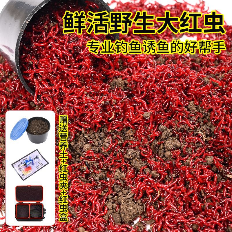 红虫鲜活活饵大号公虫喂鱼拉饵鲫鱼野钓饵料钓鱼蚯蚓鱼饵秋冬季