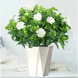 栽培基质;盆栽;营养液