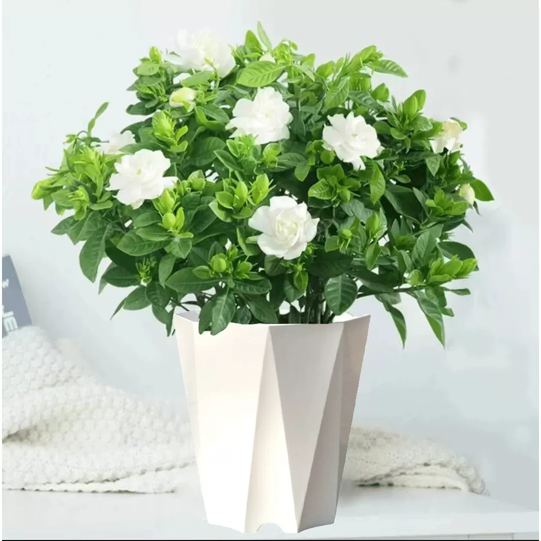 栀子花盆栽花卉植物室内绿萝箩阳台水培绿植茉莉花四季好养九里香