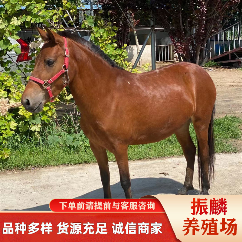 广西德保矮马 德保矮马 提供矮马养殖 迷你矮马