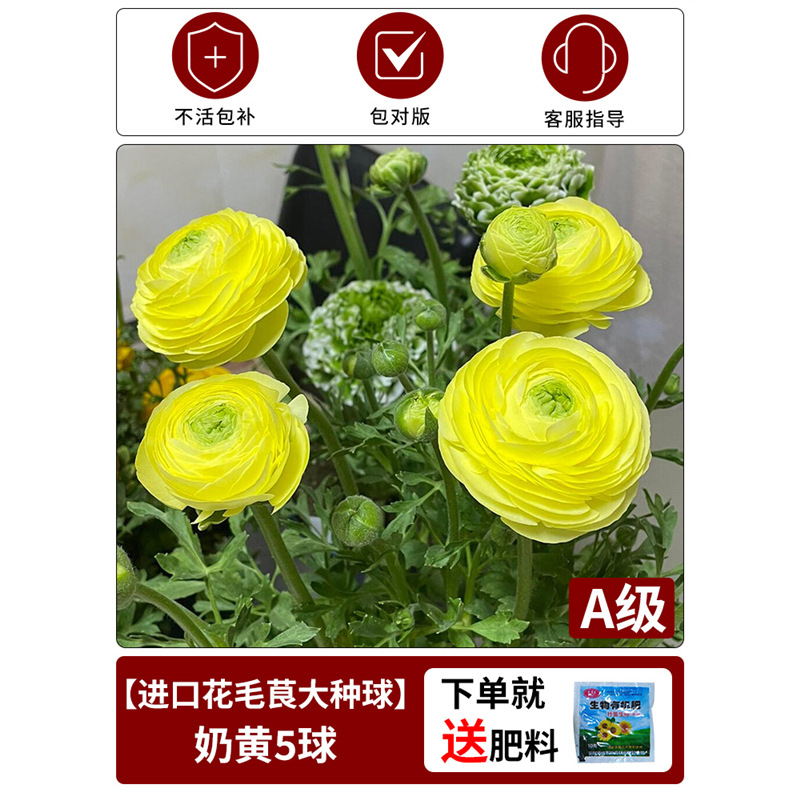 【anemone bulb】cream yellow, 1 piece