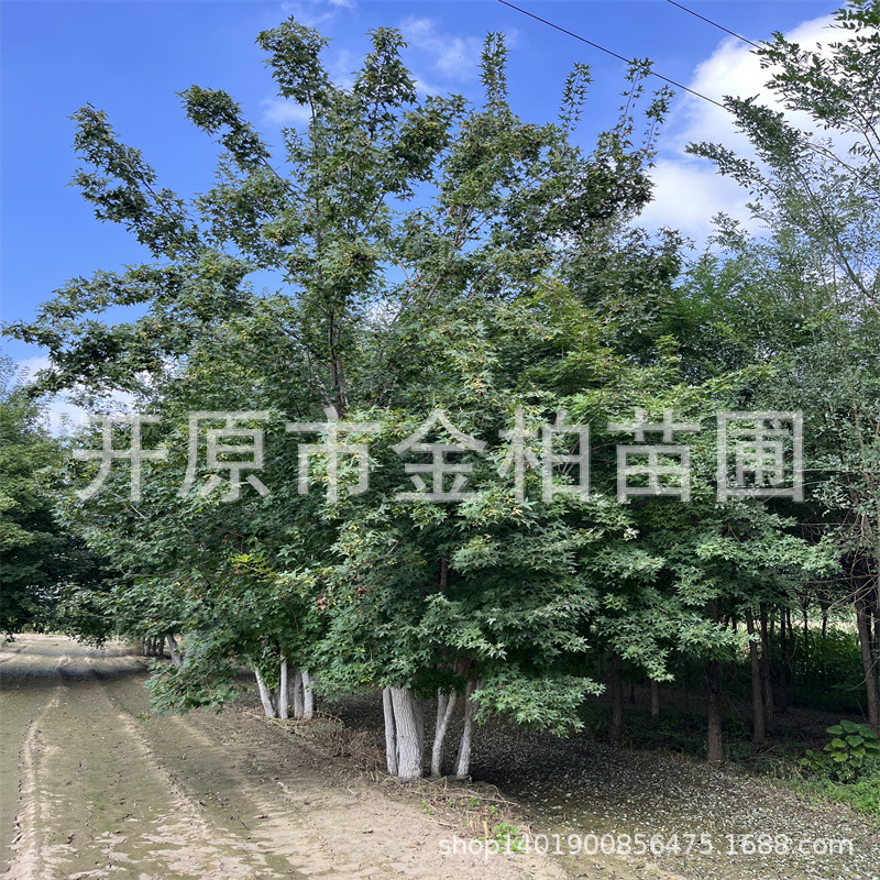 五角枫大树基地丛生五角枫4-9米景观造型枫树斜飘树苗元宝枫盆栽