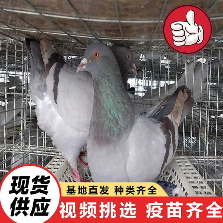 Цена на белогрудых королевских голубей на 3-6 месяцев, продажа проекта кормления голубей на площади в живописном месте, американский напольный королевский голубь.