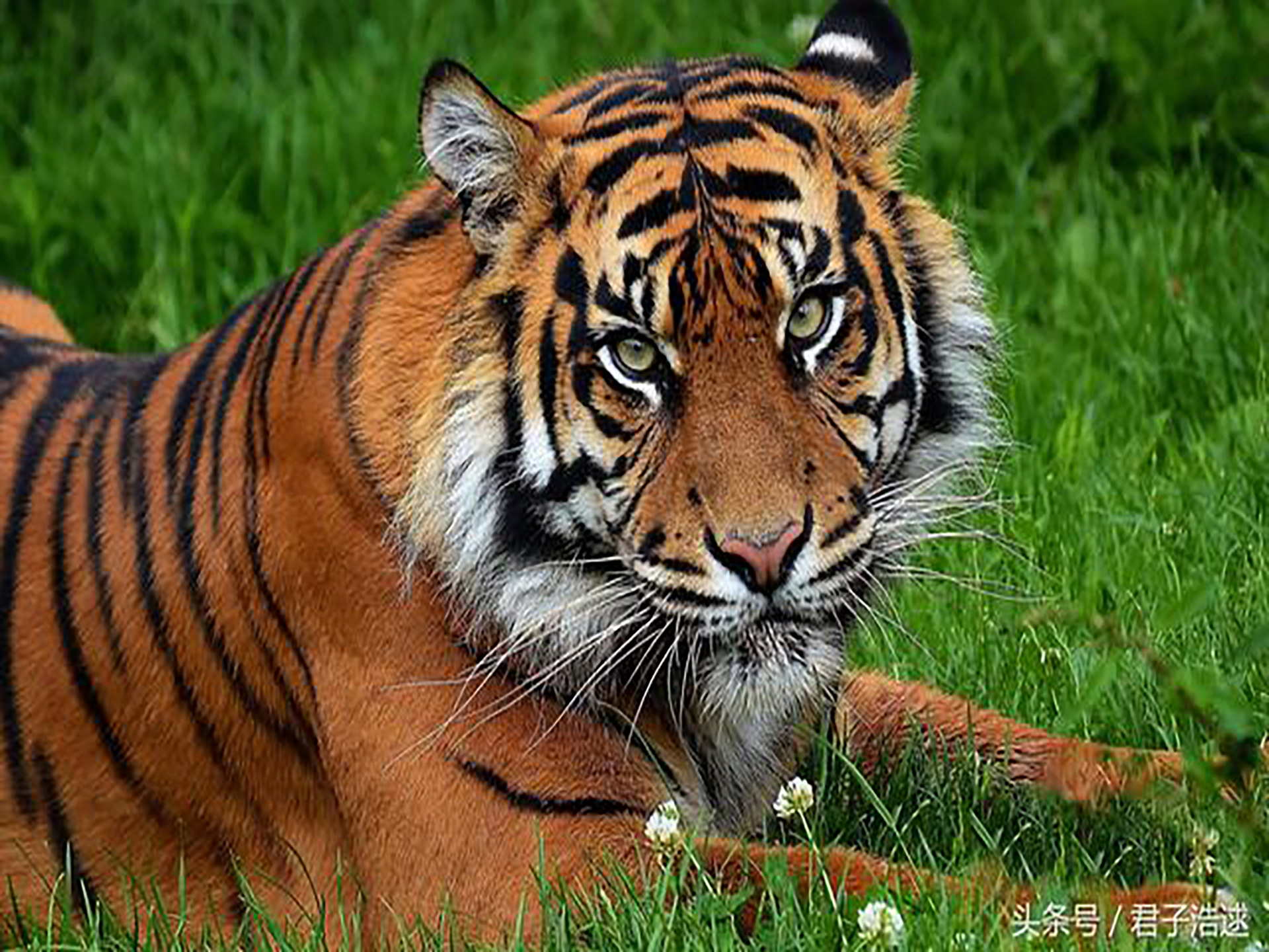 Cross-border 5d Amazon diamante pintura pegatinas hecho a mano DIY animal ladrillo pintura sala de estar pintura decorativa pegatinas al por mayor