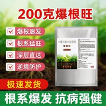 ����������Һ �B���o�������L ������ľ���߷Nֲ���x�F؛���l���l