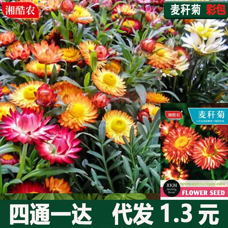 麦秆菊种子蜡菊观花庭院绿化草花种子四季播易种观赏盆栽花卉种籽
