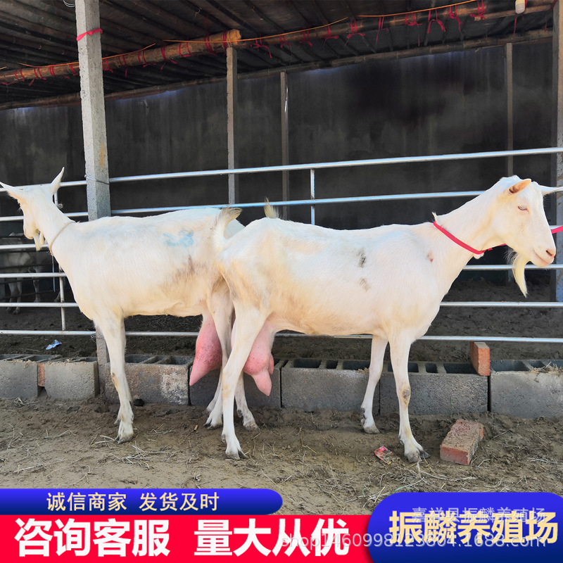 萨能奶山羊产多少斤奶 哪里有白山羊养殖基地 萨能奶山羊羊羔
